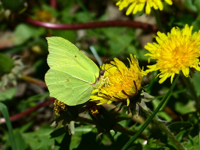 Gonepteryx Rhamni，蝴蝶，黄色，蝴蝶
