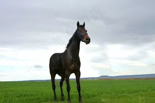 马，黑骏马，动物，自然