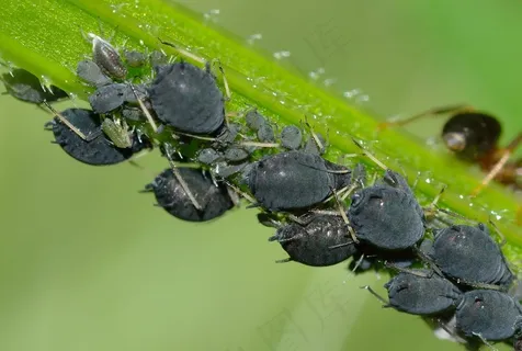 蚜虫,蚜虫,Fabae,昆虫 蚜虫,蚜虫,Fabae,昆虫