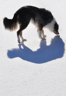 狗，阴影，动物，澳大利亚牧羊犬，宠物，小狗