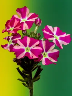 矮牵牛,花,宏,颜色,小花,关闭 矮牵牛,花,宏,颜色,小花,关闭