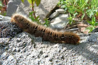 毛虫，昆虫，宏，性质，荨麻疹