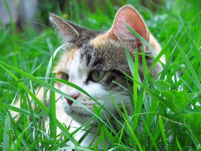 猫，花园，Tor，家养，猫的，户外