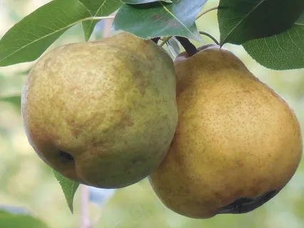 梨,水果,新鲜,食品,健康,甜,绿色,成熟 梨,水果,新鲜,食品,健康,甜,绿色,成熟