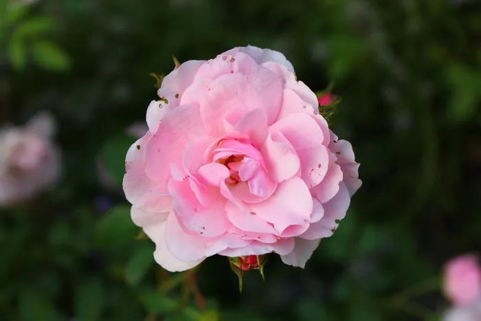 玫瑰，粉红色，夏天，瑞典，花，浪漫