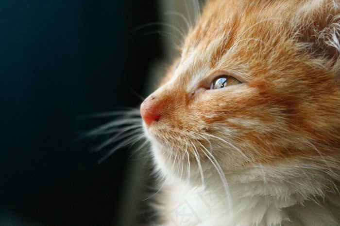 小猫，猫宝宝，猫，鲭鱼，Mieze