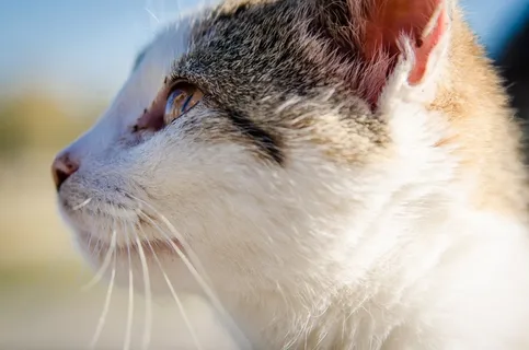 猫,小猫,动物,宠物,兽医,毛皮 猫,小猫,动物,宠物,兽医,毛皮
