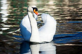 天鹅，鸟，水，池塘，游泳，美丽，白