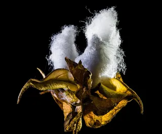 棉花胶囊，棉花，棉花灌木，植物