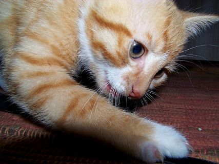 猫，年轻的猫，顽皮，宠物，Mieze，猫的眼睛