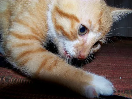 猫，年轻的猫，顽皮，宠物，Mieze，猫的眼睛