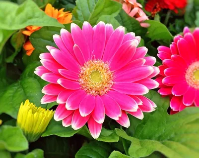 花园,雏菊,春天,花,盛开 花园,雏菊,春天,花,盛开