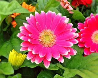 花园，雏菊，春天，花，盛开