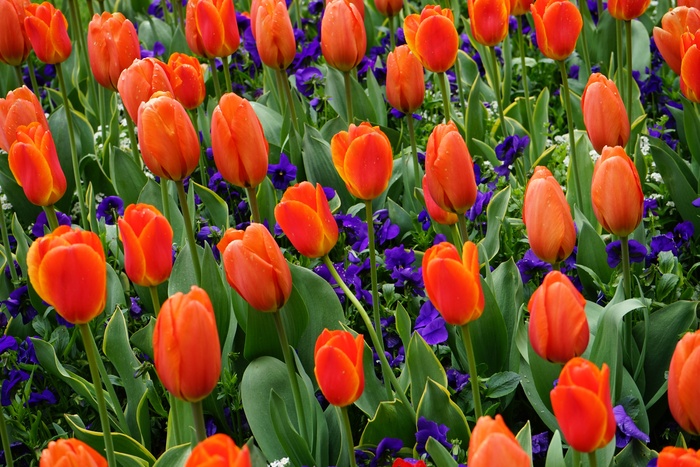 郁金香，红色，花，颜色，红色橙色郁金香