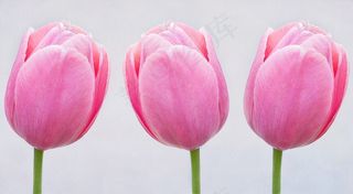 郁金香，粉红色，鲜花，Schnittblume，春天的花朵