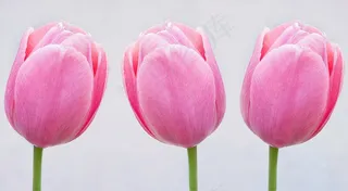 郁金香，粉红色，鲜花，Schnittblume，春天的花朵