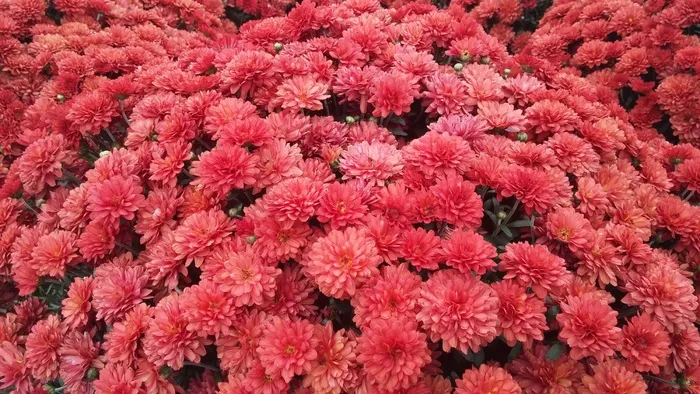 花的，花园，秋天，花，妈妈