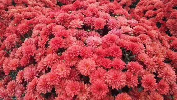 花的，花园，秋天，花，妈妈