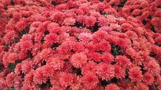 花的，花园，秋天，花，妈妈