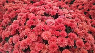 花的，花园，秋天，花，妈妈