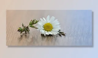 花，草，开花，白，指出花