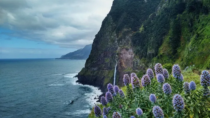 花，植物，原始，沿海，植物群，岸，海洋