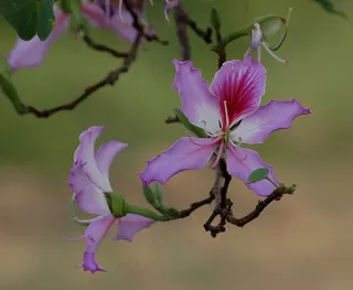 花，紫荆花，Purpurea，兰花，紫色，植物群