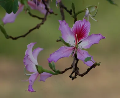 花,紫荆花,Purpurea,兰花,紫色,植物群 花,紫荆花,Purpurea,兰花,紫色,植物群
