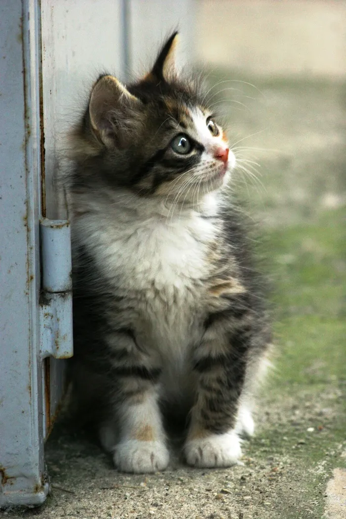 猫，小猫，可爱，小，小猫，宠物，家养，猫的