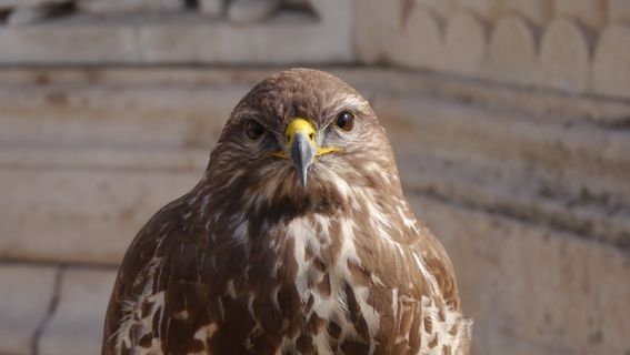 肖像，眼睛，莎莎