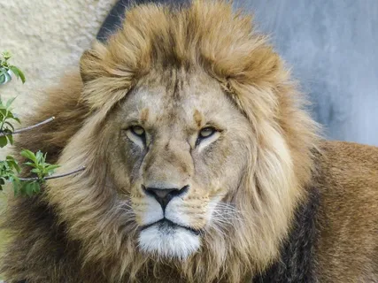 狮子,大猫,捕食者,母狮,动物,野生动物 狮子,大猫,捕食者,母狮,动物,野生动物