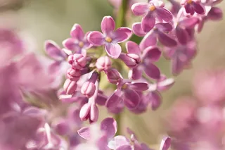 丁香花，丁香伞，丁香，春天，花园