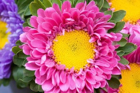 紫苑,秋季,花园,自然,鲜花,开花,盛开 紫苑,秋季,花园,自然,鲜花,开花,盛开