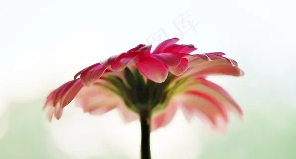 太阳之翼,花,粉色,白色,黄色 太阳之翼,花,粉色,白色,黄色