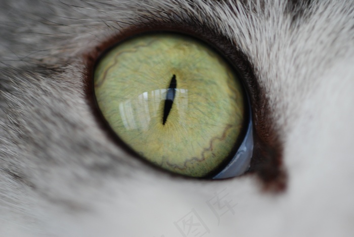 猫，猫的眼睛，可爱，虹膜，向上，鲭鱼猫