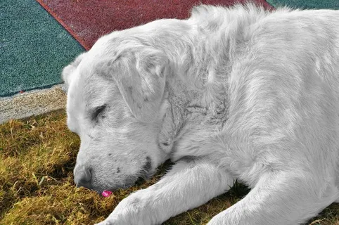 猎犬，狗，宠物，动物，犬，户外，草