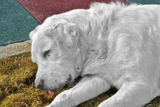 猎犬，狗，宠物，动物，犬，户外，草