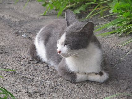 猫,小猫,动物,宠物,灰猫 猫,小猫,动物,宠物,灰猫