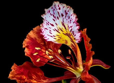 开花,开花,红色 开花,开花,红色
