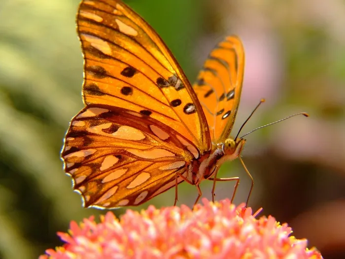 品银蝴蝶，贝母海湾蝴蝶