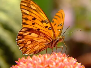 品银蝴蝶，贝母海湾蝴蝶