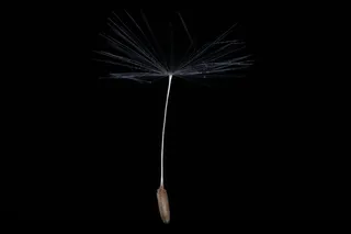 滑翔伞，蒲公英，种子，褪色，开花，盛开