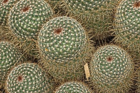 Mammillaria Spinosissima，仙人掌，植物园，植物园