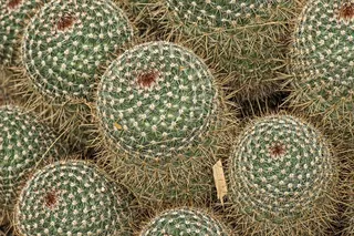 Mammillaria Spinosissima，仙人掌，植物园，植物园