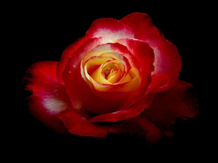 玫瑰，鲜花，植物，红色的花，自然