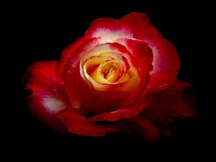 玫瑰，鲜花，植物，红色的花，自然