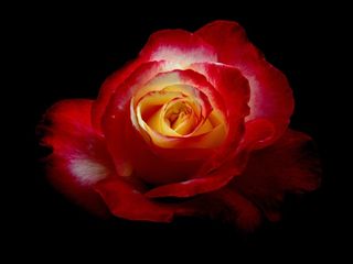 玫瑰，鲜花，植物，红色的花，自然