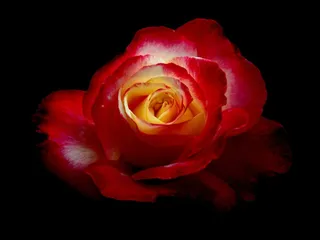 玫瑰，鲜花，植物，红色的花，自然