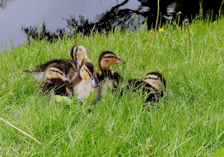 鸭子，小鸡，年轻的动物，水禽，小，可爱