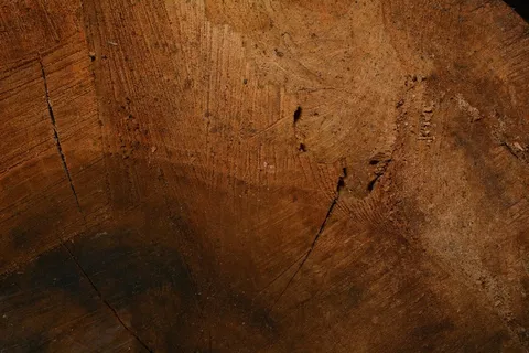 木材,结构,木纤维,木纹,关闭 木材,结构,木纤维,木纹,关闭
